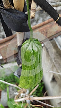 Pumpkin species Momordica charantia which is famous for its bitter taste. fresh green color. healthy and organic