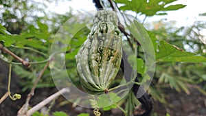 Pumpkin species Momordica charantia which is famous for its bitter taste. fresh green color. healthy and organic