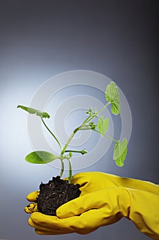 Pumpkin sprout in the hands