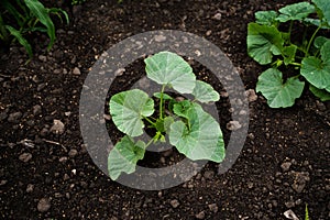 Pumpkin sprouts grow from fertile ground. Leaves of young pumpkin plant growing in a soil. Squash seedling in the soil