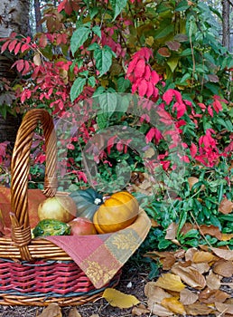 Pumpkin, Squash and Apples in a Harvest Basket