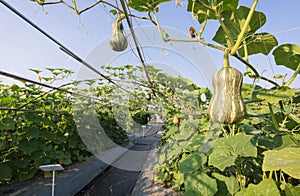 Pumpkin squash butternut growing in field plant agriculture farm