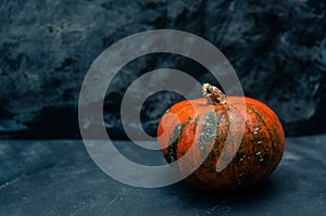 Pumpkin squash on the dark black blue textured copy space background