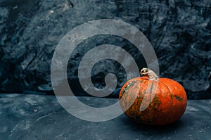 Pumpkin squash on the dark black blue textured copy space background