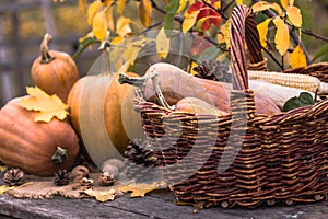 Pumpkin, Squash. Happy Thanksgiving Day Background. Autumn Thanksgiving Pumpkins over wooden background, still-life. Beautiful Hol