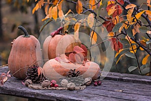 Pumpkin, Squash. Happy Thanksgiving Day Background. Autumn Thanksgiving Pumpkins over wooden background, still-life. Beautiful Hol