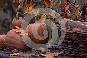 Pumpkin, Squash. Happy Thanksgiving Day Background. Autumn Thanksgiving Pumpkins over wooden background, still-life. Beautiful Hol