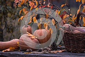 Pumpkin, Squash. Happy Thanksgiving Day Background. Autumn Thanksgiving Pumpkins over wooden background, still-life. Beautiful Hol
