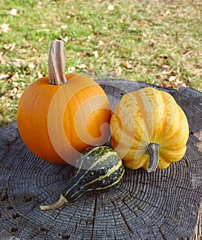 Pumpkin, squash and ornamental gourd on a tree stump