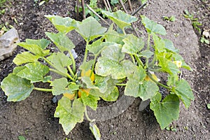Pumpkin squash ripening on plant