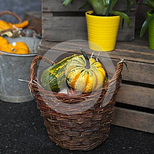Pumpkin and squash in a wicker basket