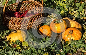 Pumpkin squash with a wicker basket with red viburnum berry in the garden.