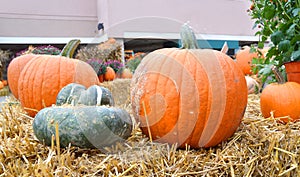 Pumpkin Stalks on background