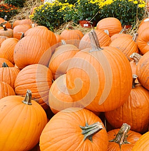 Pumpkin Stalks on background