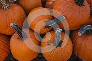 Pumpkin stand on a market, October
