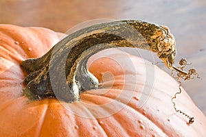 Pumpkin Stem