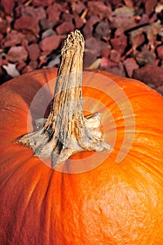 Pumpkin Stem