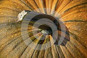 Pumpkin stem close up full frame