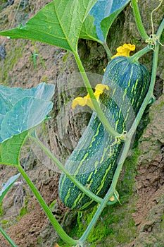 Pumpkin on stem