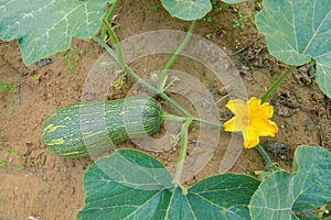 Pumpkin on stem