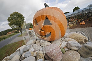 Pumpkin on the stones