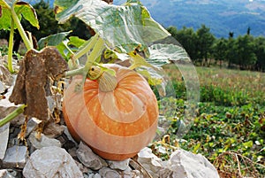 Pumpkin on stones