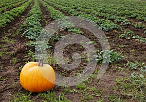 Pumpkin in Strawberry Field