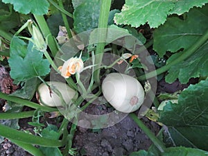 Pumpkin in the summer garden