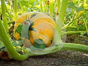 Pumpkin in the sun in an orchard photo