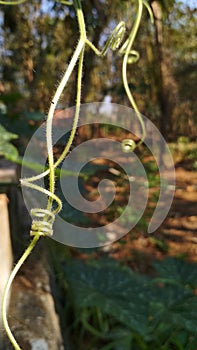 Pumpkin tendrils in the yard