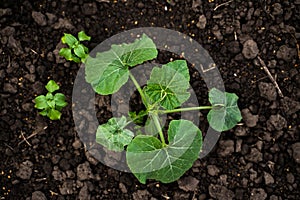 Pumpkin tiny sprout planted in the garden, field. Squash seedling planted in the soil on the field. Agriculture, plant