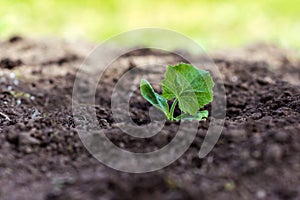 Pumpkin tiny sprout planted in the garden; squash seedling planted in the soil in the field