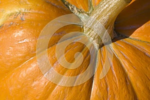 Pumpkin top