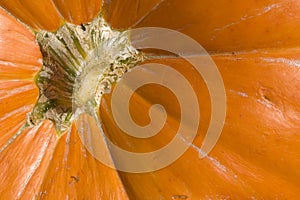 Pumpkin top background