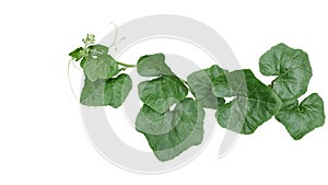 Pumpkin trailing vine plant with green leaves and tendrils isolated on white background, clipping path included