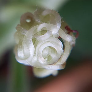 Pumpkin twisted eastem