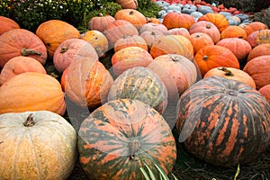 Pumpkin varieties Kherson, yellow almond and orange summer in the meadow. Food, vegetables, agriculture