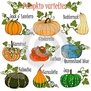 Pumpkin varieties performed in a colorful hand drawn format for illustrations at agricultural fairs. photo