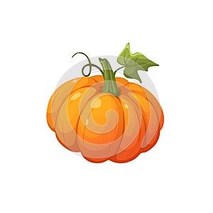 Pumpkin vector illustration