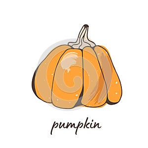 Pumpkin vector illustration, hand drawn