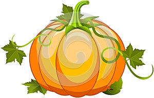 Pumpkin Vegetable Fruit