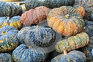 Pumpkin in vegetable market. Closeup pumpkin for health, food and agriculture concept design