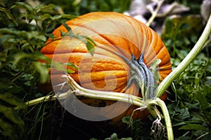 Pumpkin on Vine