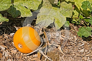 Pumpkin on the vine