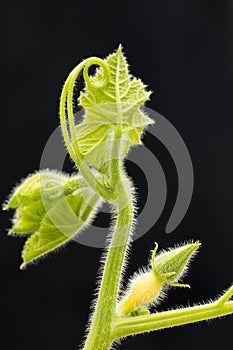 Pumpkin vine and fruit