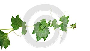 Pumpkin vine with green leaves and tendrils isolated on white background, clipping path included