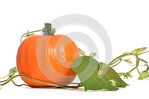 Pumpkin Vine