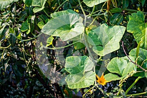 Pumpkin vine with leaves and yellow fruit flowers. Indian Organic Garden