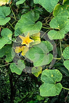 Pumpkin vine with leaves and yellow fruit flowers. Indian Organic Garden