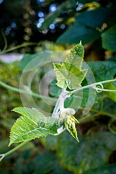 Pumpkin vine with leaves and yellow fruit flowers. Indian Organic Garden
